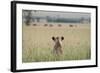 African Lioness (Panthera Leo) Sitting Patiently in the Long Grass-Cheryl-Samantha Owen-Framed Photographic Print