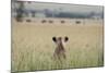 African Lioness (Panthera Leo) Sitting Patiently in the Long Grass-Cheryl-Samantha Owen-Mounted Photographic Print