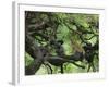 African Lioness Rests on Tree Branch, Tanzania-Arthur Morris-Framed Photographic Print