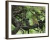 African Lioness Rests on Tree Branch, Tanzania-Arthur Morris-Framed Photographic Print