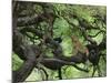 African Lioness Rests on Tree Branch, Tanzania-Arthur Morris-Mounted Photographic Print