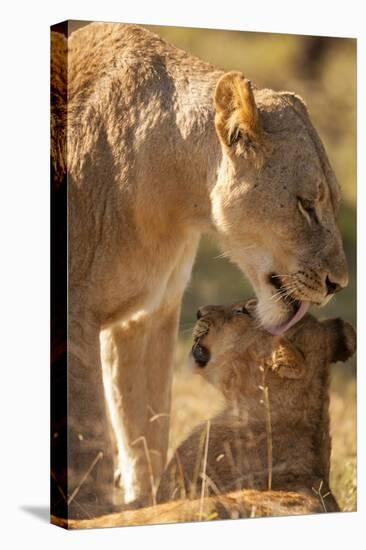 African Lioness with Cub-Michele Westmorland-Stretched Canvas