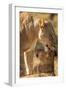 African Lioness with Cub-Michele Westmorland-Framed Photographic Print