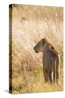 African Lioness-Michele Westmorland-Stretched Canvas