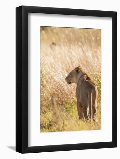 African Lioness-Michele Westmorland-Framed Photographic Print