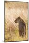 African Lioness-Michele Westmorland-Mounted Photographic Print