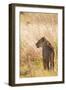 African Lioness-Michele Westmorland-Framed Photographic Print