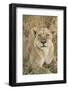 African Lioness-Michele Westmorland-Framed Photographic Print