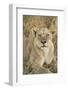 African Lioness-Michele Westmorland-Framed Photographic Print