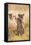 African Lionesses-Michele Westmorland-Framed Stretched Canvas