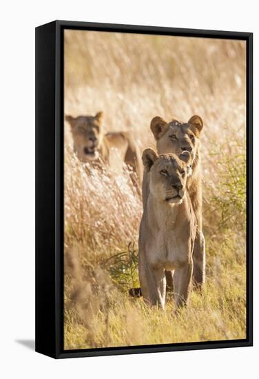 African Lionesses-Michele Westmorland-Framed Stretched Canvas