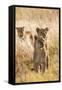 African Lionesses-Michele Westmorland-Framed Stretched Canvas