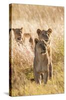 African Lionesses-Michele Westmorland-Stretched Canvas