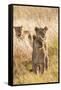 African Lionesses-Michele Westmorland-Framed Stretched Canvas