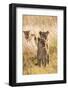 African Lionesses-Michele Westmorland-Framed Photographic Print