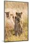 African Lionesses-Michele Westmorland-Mounted Photographic Print