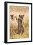 African Lionesses-Michele Westmorland-Framed Photographic Print