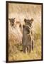 African Lionesses-Michele Westmorland-Framed Photographic Print