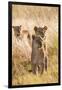 African Lionesses-Michele Westmorland-Framed Photographic Print