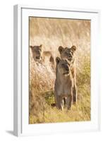 African Lionesses-Michele Westmorland-Framed Photographic Print