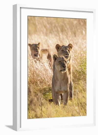 African Lionesses-Michele Westmorland-Framed Photographic Print