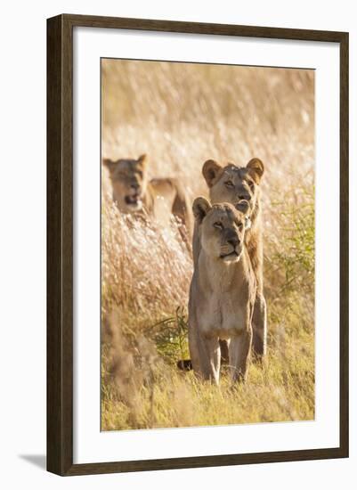 African Lionesses-Michele Westmorland-Framed Photographic Print