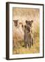 African Lionesses-Michele Westmorland-Framed Photographic Print