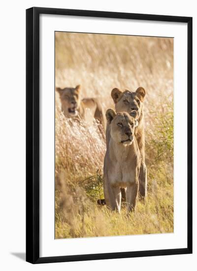 African Lionesses-Michele Westmorland-Framed Photographic Print