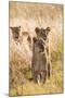 African Lionesses-Michele Westmorland-Mounted Photographic Print