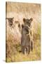 African Lionesses-Michele Westmorland-Stretched Canvas