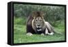 African Lions 002-Bob Langrish-Framed Stretched Canvas