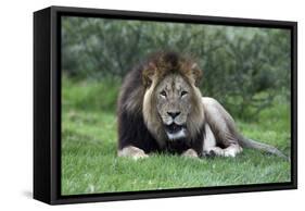 African Lions 002-Bob Langrish-Framed Stretched Canvas