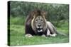 African Lions 002-Bob Langrish-Stretched Canvas