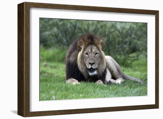 African Lions 002-Bob Langrish-Framed Photographic Print