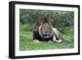 African Lions 002-Bob Langrish-Framed Photographic Print