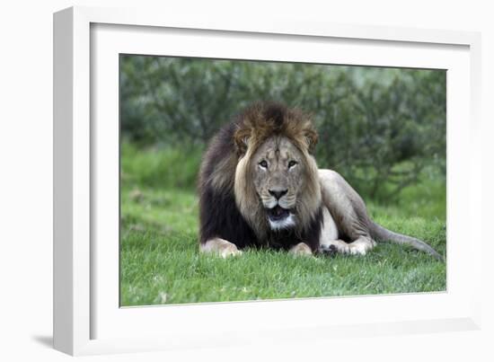 African Lions 002-Bob Langrish-Framed Photographic Print