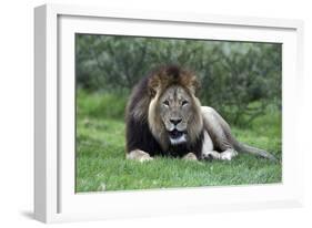 African Lions 002-Bob Langrish-Framed Photographic Print