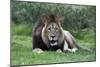 African Lions 002-Bob Langrish-Mounted Photographic Print