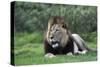 African Lions 003-Bob Langrish-Stretched Canvas