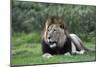 African Lions 003-Bob Langrish-Mounted Photographic Print