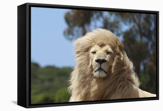 African Lions 009-Bob Langrish-Framed Stretched Canvas