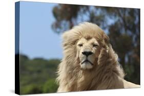 African Lions 009-Bob Langrish-Stretched Canvas