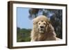 African Lions 009-Bob Langrish-Framed Photographic Print