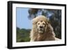 African Lions 009-Bob Langrish-Framed Photographic Print