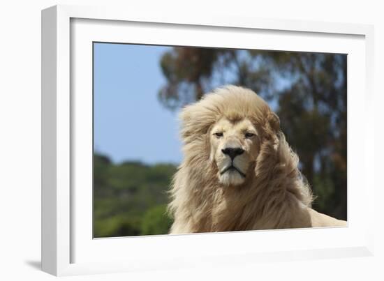 African Lions 009-Bob Langrish-Framed Photographic Print