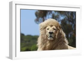 African Lions 009-Bob Langrish-Framed Photographic Print