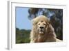 African Lions 009-Bob Langrish-Framed Photographic Print