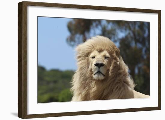 African Lions 009-Bob Langrish-Framed Photographic Print