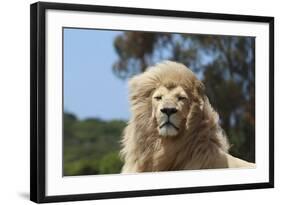 African Lions 009-Bob Langrish-Framed Photographic Print