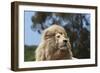 African Lions 010-Bob Langrish-Framed Photographic Print